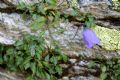 Campanula cochleariifolia